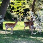 image00034
